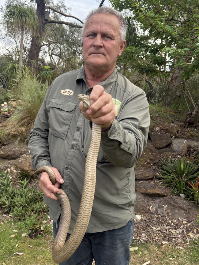 Adelaide snake catcher Rolly Burrell with an eastern brown snake.