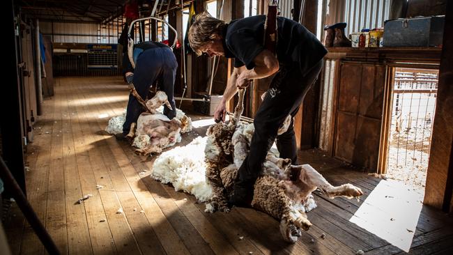 NSW wool production for the coming year is expected to break 100 million kilograms. Picture: Matt Turner