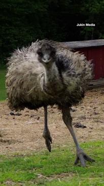 Excited emu tries chasing down drone