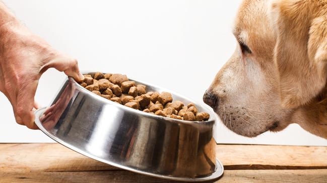 The average pup can be switched to adult dog food at about 12 months. Picture: istock.