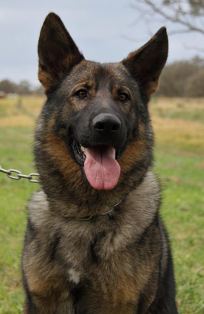 Top police dog Mojo dies on the job after falling from a construction ...