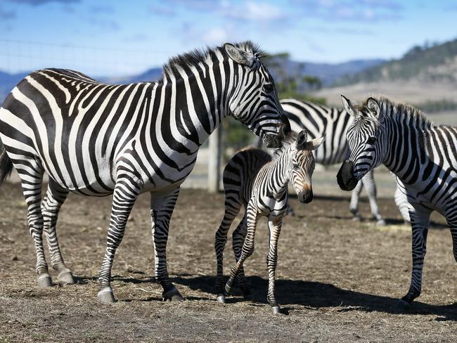 MARCH 2019: Zoo Doo near Richmond has welcomed the arrival of a new Zebra called 'Duke'. He was born on Saturday a the park and mother, 'Duchess' and baby are both doing well. Picture: MATT THOMPSON