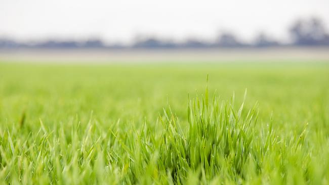 Farmers are hoping for imminent rain to help finish winter crops. Picture: Zoe Phillips