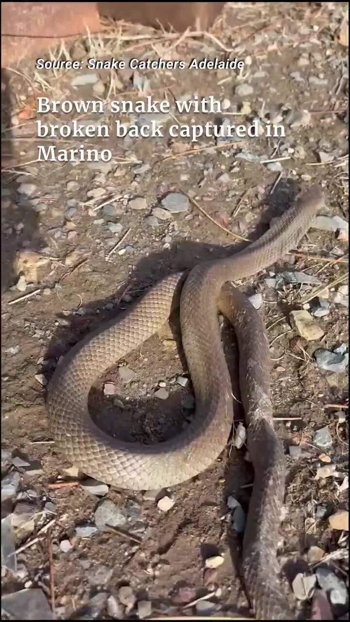Brown snake with broken back captured in Marino