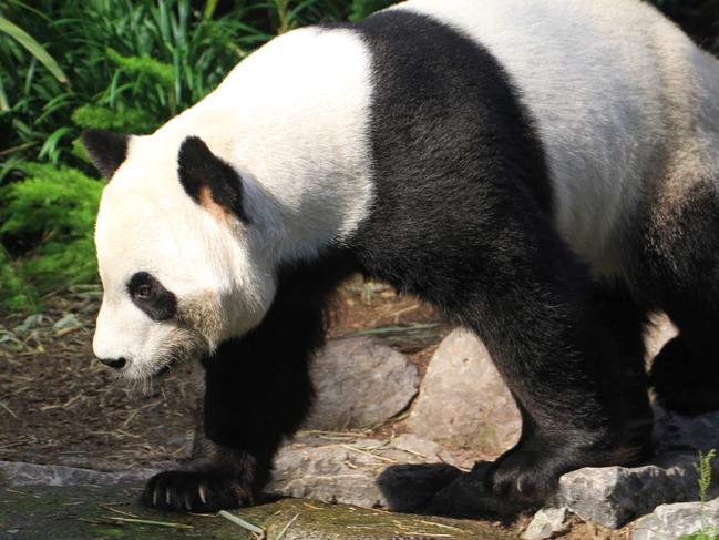 Female panda Er Shun has been shipped back to China from a Canadian zoo after the coronavirus pandemic left it struggling to source the bamboo stockpiles needed to feed the giant creatures. Picture: AFP