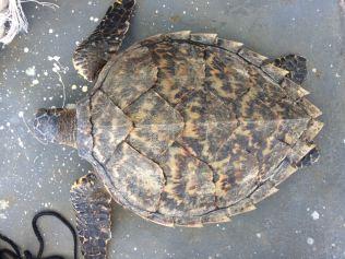 A turtle caught in the nets last summer season