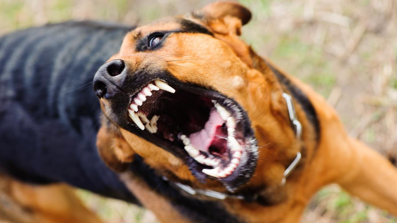 dog-attacks-pet-behaviourist-reveals-biggest-mistakes-and-what-to-do