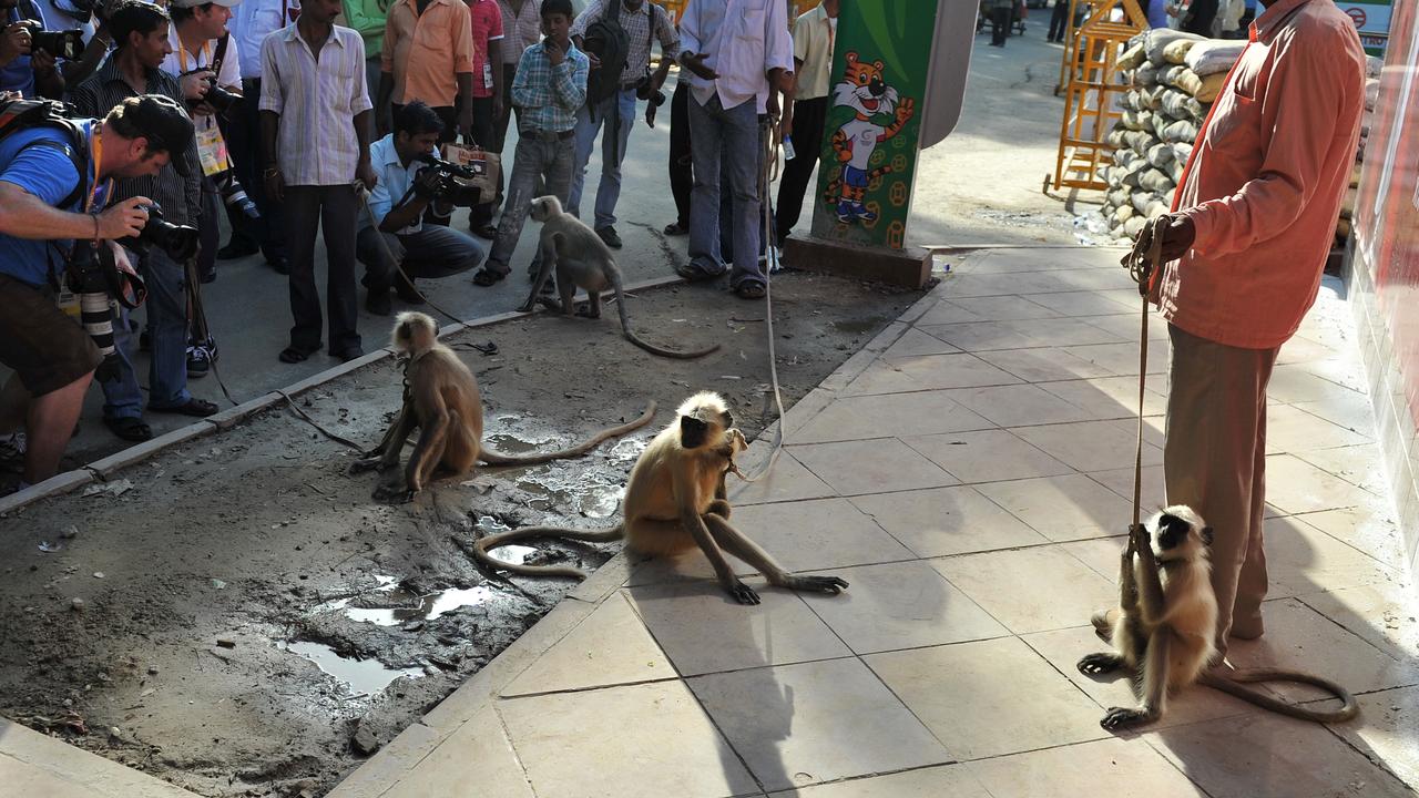 The Delhi government brought in teams of trained, aggressive langur monkeys to ward off smaller simians.