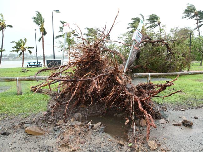 An uprooted tree on the beachfront at Airlie Beach which has been battered by 230km/hour winds Photographer: Liam Kidston