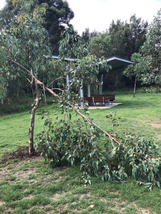 A tree was snapped in half in recent weeks.