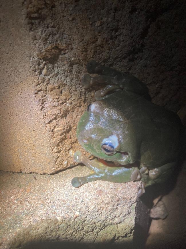 Native green tree frog suffers acid burns from yellow crazy ants. Picture: Ian Chatterton.