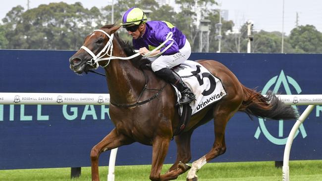 Invader Zim can kick off his campaign with a win at Randwick on Saturday. Picture: Bradley Photos