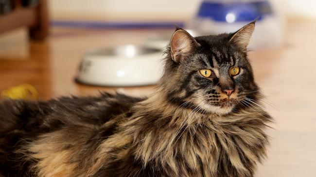 Karen Milton's Maine Coon cat Ollie chills out at her Normanhurst home. Karen has two Maine Coon cats, Ollie and Thea, the breed is known as the worlds largest domesticated cat. Picture: Troy Snook