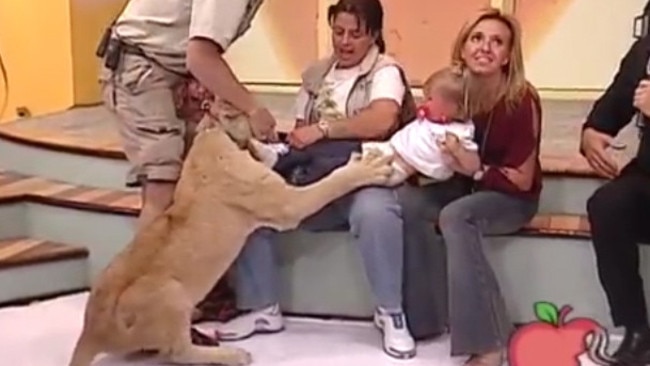 The lion suddenly grabs the tot after she starts crying on a Mexican TV show. Picture: Con Sello de Mujer