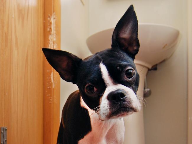 A tiny Boston terrier puppy chews a hole in the bathroom door in an attempt to escape