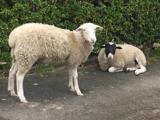 Two sheep have been found wandering the streets in Henley Beach. Picture: RSPCA