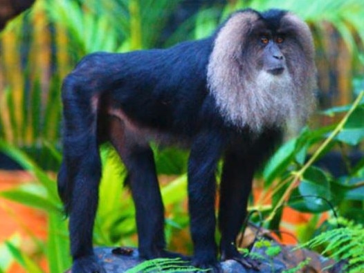 Dana (pictured) was euthanised after her companion Lhasa died of natural causes. Picture: Rockhampton Zoo