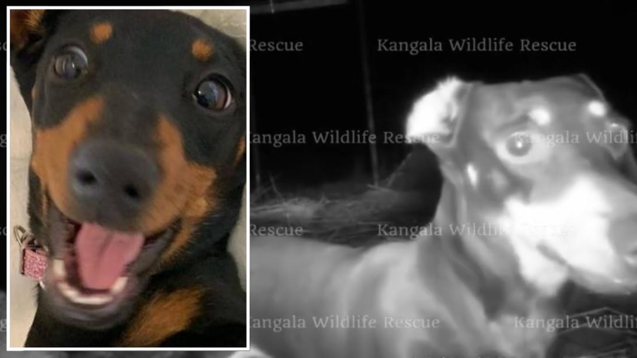 Valerie the missing sausage dog caught on camera, again ... and finally caught. Picture: Kangala Wildlife Rescue