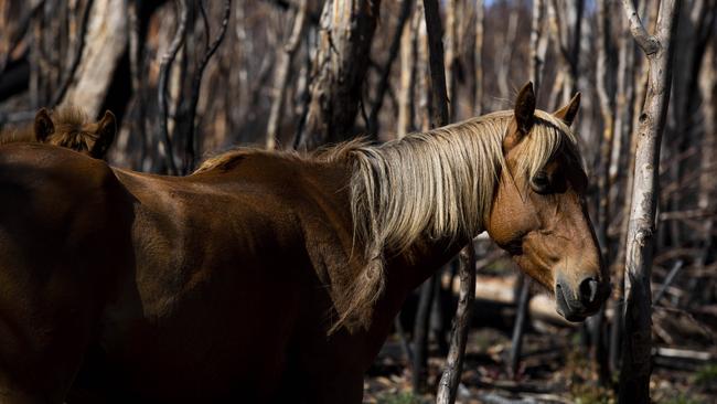 Feral horse management plans were suspended for 18 months while Parks Victoria defended its strategies in the Federal Court. Picture: Sean Davey