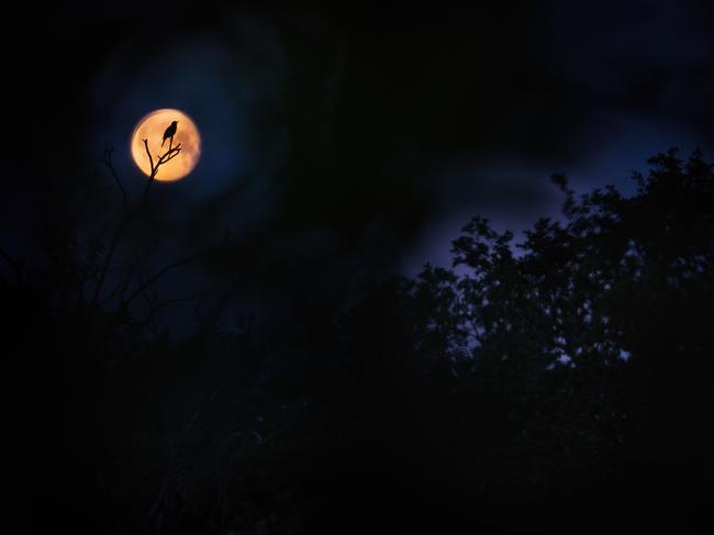 Anton Trexler, of Germany, collected gold in the 15-17 Years category and the title Young Bird Photographer of the Year 2023 with his image of a blackbird silhouetted against the moon. “Getting up before sunrise allows you to experience the magical awakening of animals. The blackbird is one of the first animals to awaken,” he said. Picture: Anton Trexler / Bird Photographer of the Year