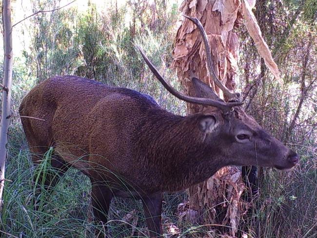 The feral deer problem is getting worse, locals say.