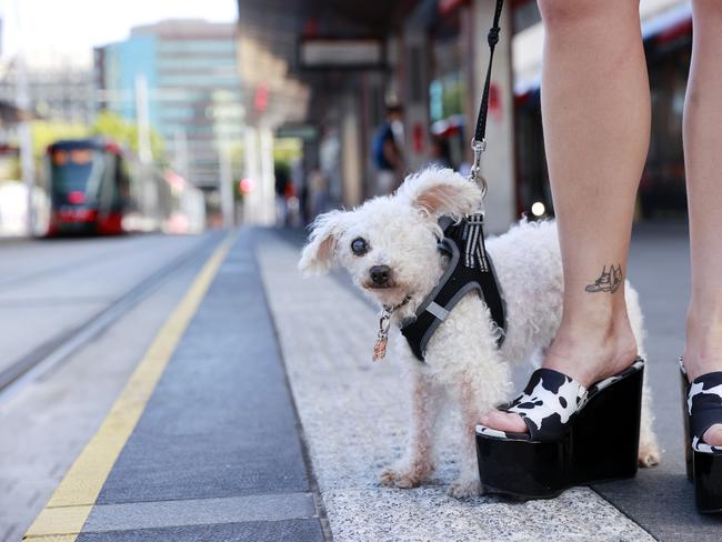 A new push for pets to be allowed to travel on all public transportation has been ignited. Picture: Tim Hunter.