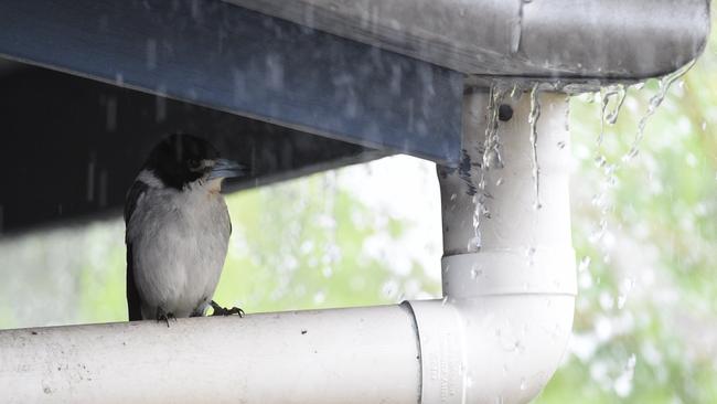 The weekend’s rain was a welcome sight in Lismore.