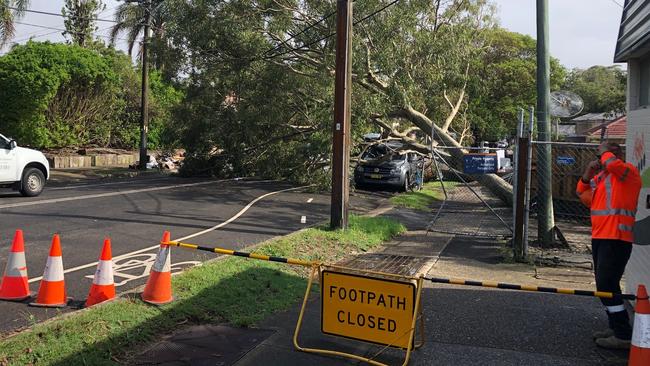 A tree fell on a car today in Freshwater, Monday, February 10, following a weekend of heavy rain. Picture: Jim O'Rourke.