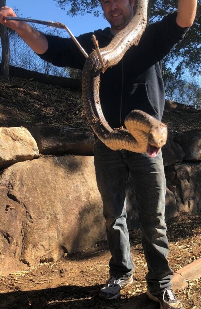 it took five hours for Andrew Smedley to catch the Eastern brown. Picture: Andrew's SNAKE Removal/Facebook