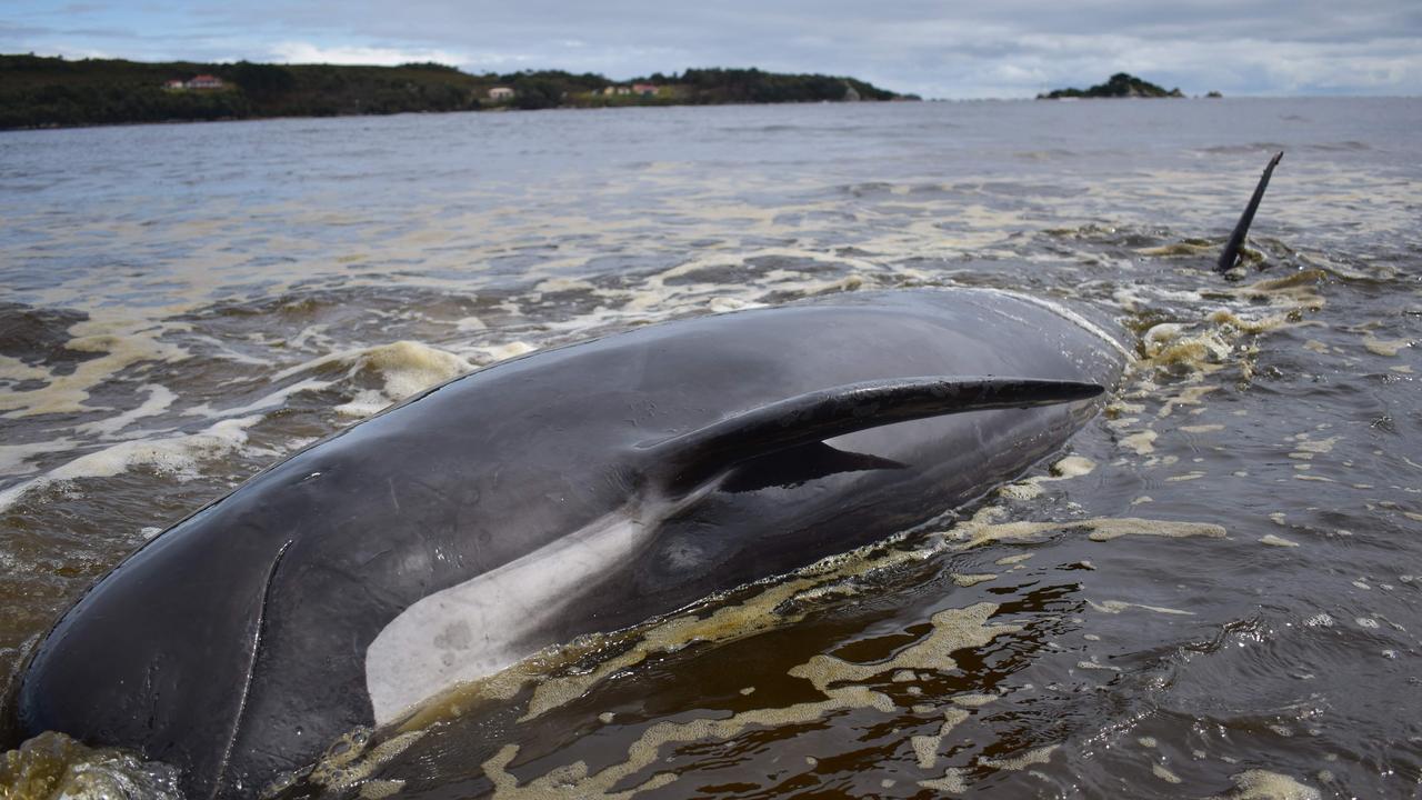 A whale lays on a beach in Macquarie Harbour in 2020. Picture: Mell Chun / AFP