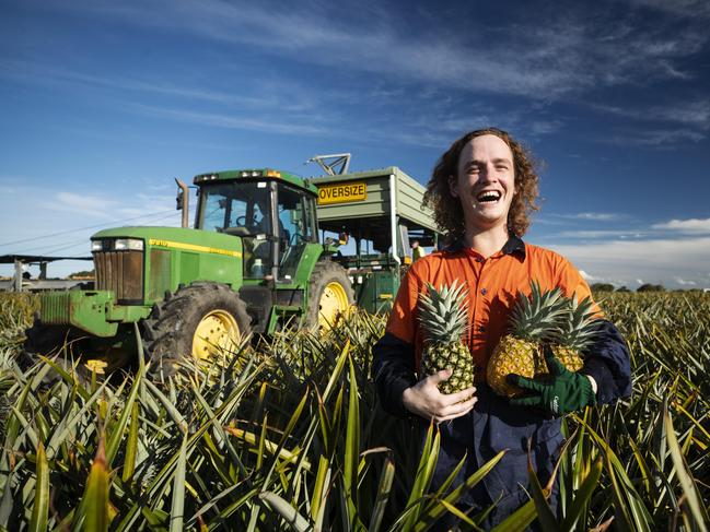 22 year old Caboolture local Asha Ryan has taken up work picking fruit on Fullertons Pineapple Farm at Elimbah. Photo Lachie Millard.