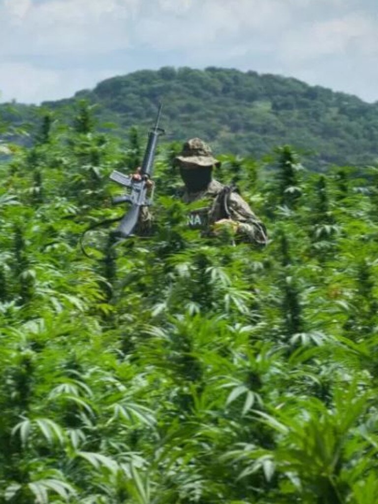 A Mexican cop makes his way through a massive cannabis field.