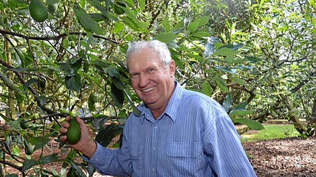 Barry Trousdell, Mt Binga Orchards, in southeast Queensland, producing avocados