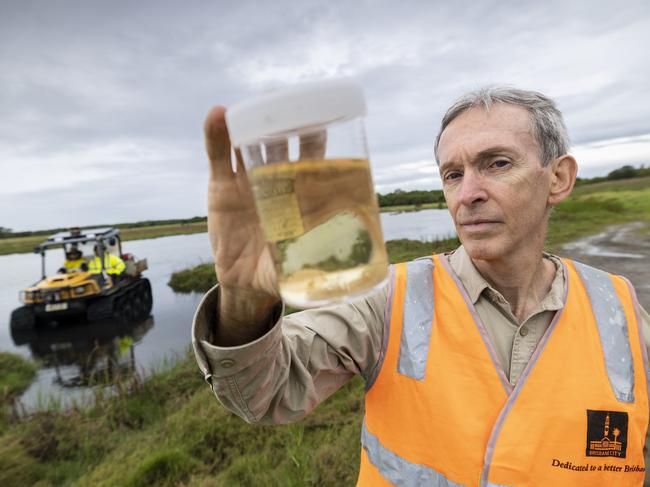 Brisbane City Council’s medical entomologist, Dr Martin Shivas, holding some mosquito larvae at the Wetlands Reserve in Brisbane’s northeastern suburb of Virginia. Various mosquito hot spots are being sprayed to help reduce any mosquito outbreak. Picture: Matthew Poon