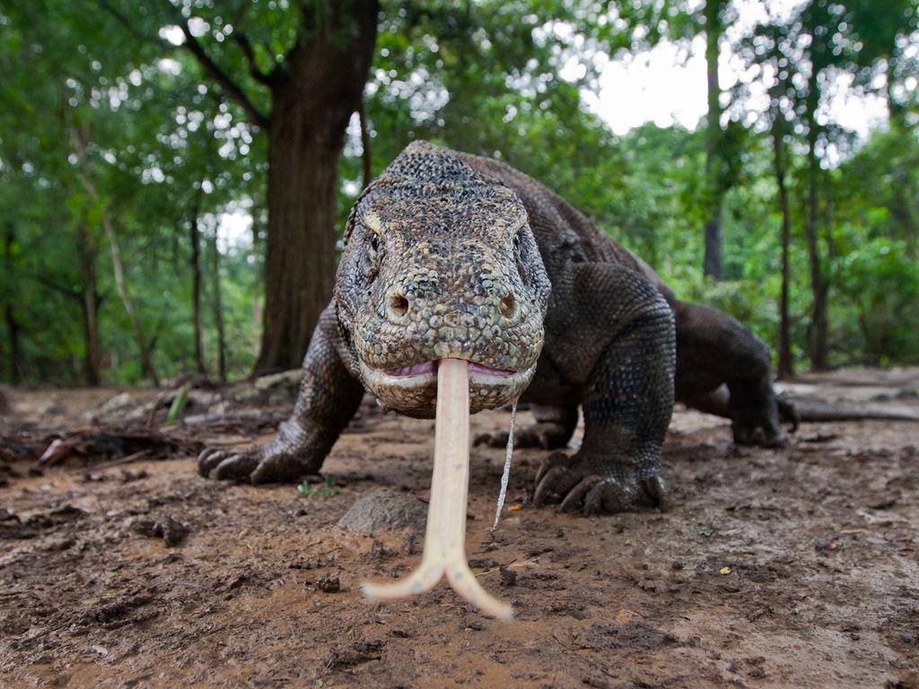 Komodo Dragon, Indonesia. Picture: Will Burrard Lucas/topwilldlifesites.com