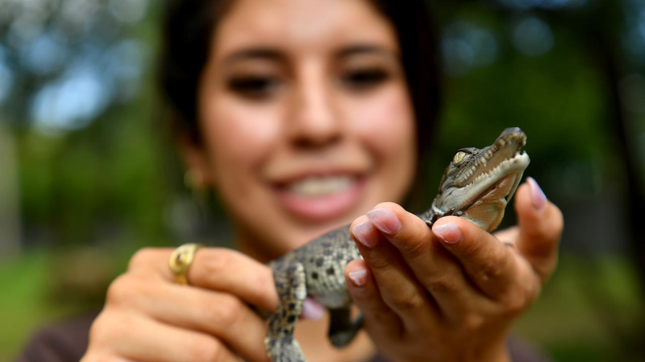 Croc tots: Meet sanctuary’s snappy new arrivals