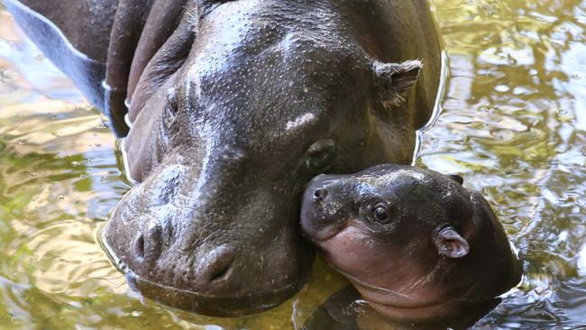 Melbourne Zoo’s pygmy hippo Petre euthanased after brain bleed | Herald Sun