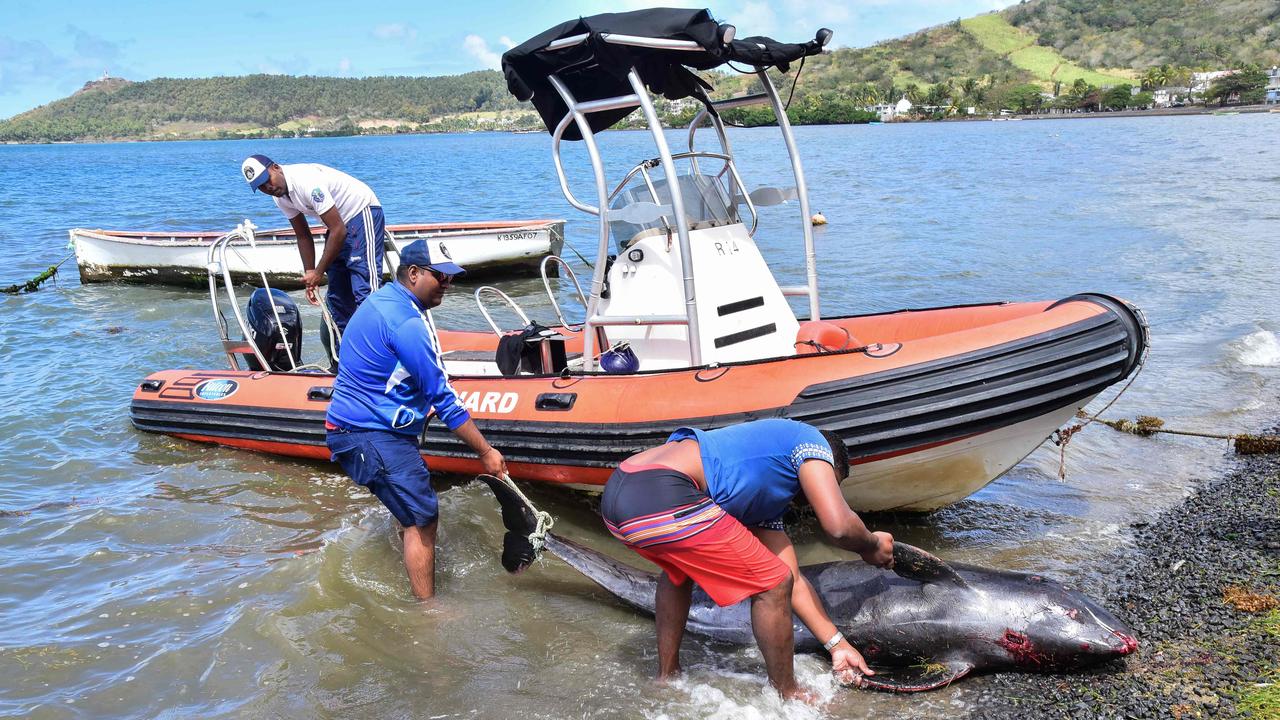 Men recover the carcasses of dolphins that washed up on the beach. Picture: Beekash Roopun/L'Express Maurice/AFP