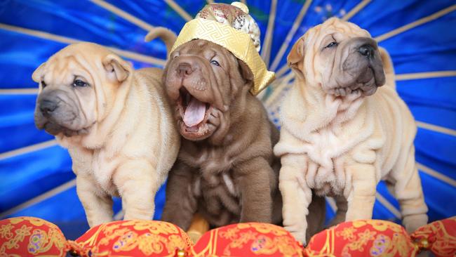 Chinese New Year is celebrating the Year of the Earth Dog. Picture: Jamie Hanson