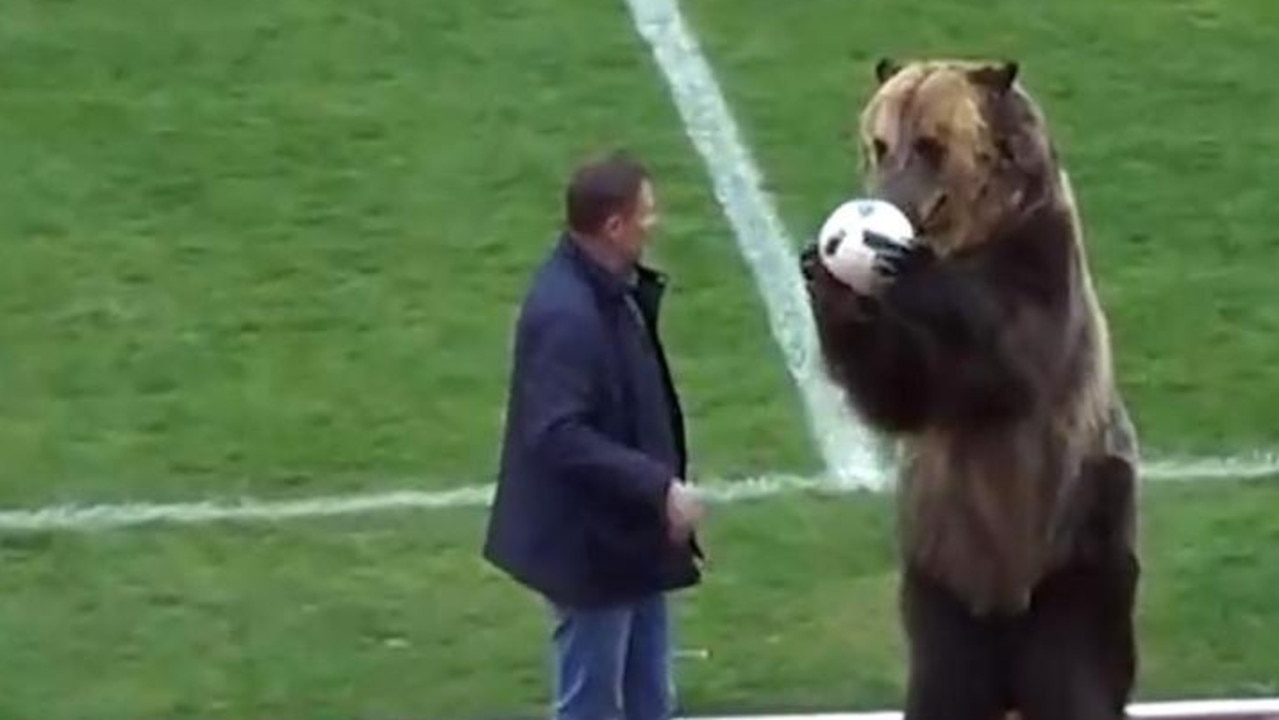 Fifa have moved to deny claims that the bear was to be used as part of the World Cup opening ceremony