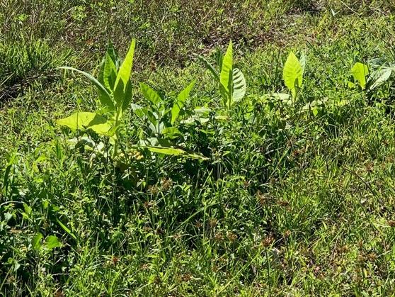 The illegal tobacco was being farmed at the property. Picture: NSW Police