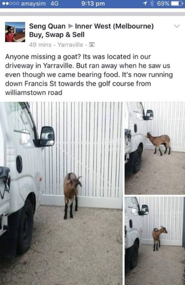 More sightings of the goat in the inner west were posted on Facebook.