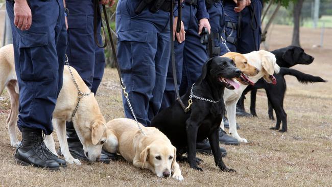 A dog squad was unleashed in nearby bushland to help find the 28-year-old man allegedly involved in an Alligator Creek crash on Saturday night.