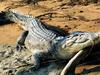 Not taking the piss, marooned blokes survive croc attack