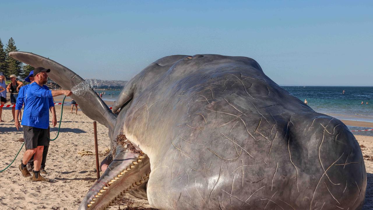 Beached Whale In Glenelg Is Adelaide Festival’s Latest Art Instalment ...