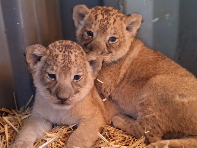 Three lion cubs at Taronga Western Plains Zoo in Dubbo. Photo: Megan Lewis.