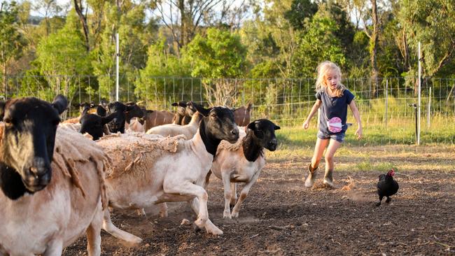 Shayli Sloan, 6, rounding up her pet chicken Black Beauty on her family's sheep farm Shayloe Dorpers near Kingaroy, Queensland. Picture: Amanda Sloan