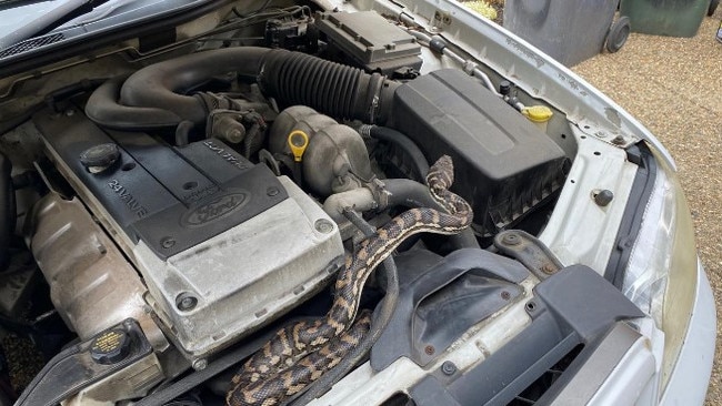 Comfy. Snakes love warm dry places, such as this engine bay in a car parked at Ferny Grove.