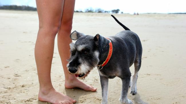 Griffin, a minature schnauzer, from Gaven loves the dog beach. Picture: David Clark