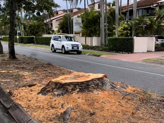 The final chop has come for a number of trees along the entry way to Hastings St in Noosa.